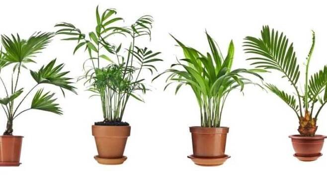 Jak pěstovat Dypsis lutescens: Rady a tipy pro úspěšné pěstování - Srpen 2025 - LaskaVezrozeni.CZ