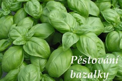 Bazalka - domácí pěstování, využití v kuchyni, recepty