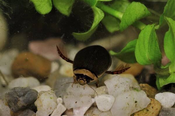 g.bilineatus4_bezobratlí