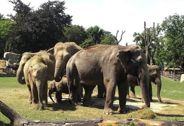 V Zoo Praha je jedna hvězda: chráněnec Sita