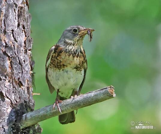 Drozd kvíčala | Naturfoto.cz
