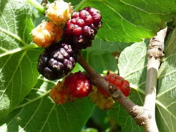 Morušovník Mojo Berry - 30 - 50 cm
