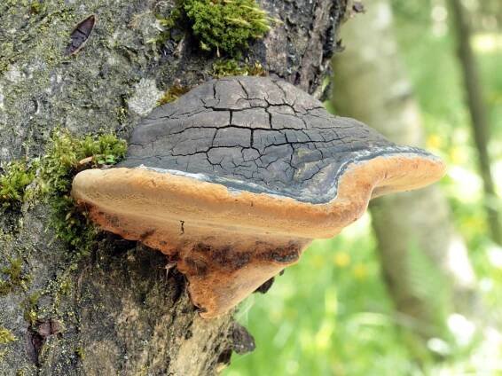 Phellinus alni - ohňovec olšový