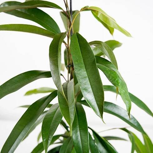 Ficus 'Amstel King' Ø17cm