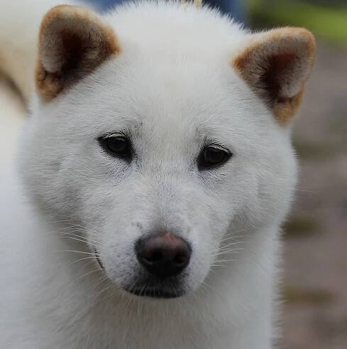 Statečný a odvážný Kishu Inu: aneb pamatujete na seriál Goro, bílý pes?