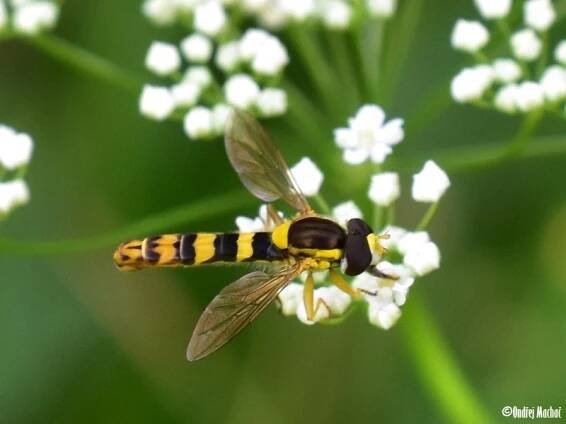 Sphaerophoria - pestřenka | Syrphidae - pestřenkovití | Natura Bohemica
