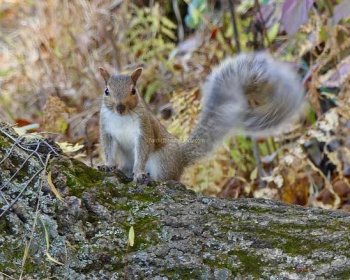 Squirrel tail swish