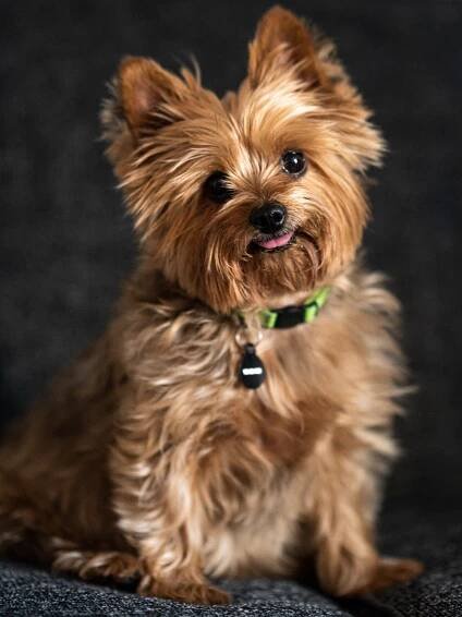 a small brown dog sitting on top of a couch