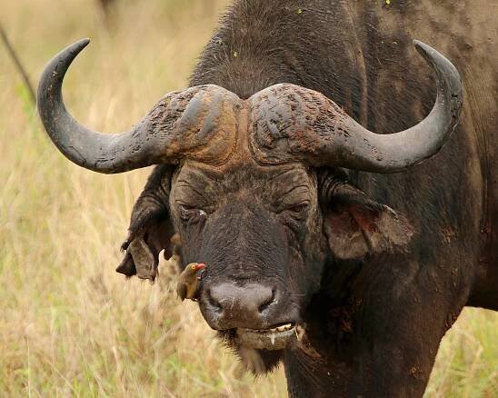 Buvol africký – Wikipedie