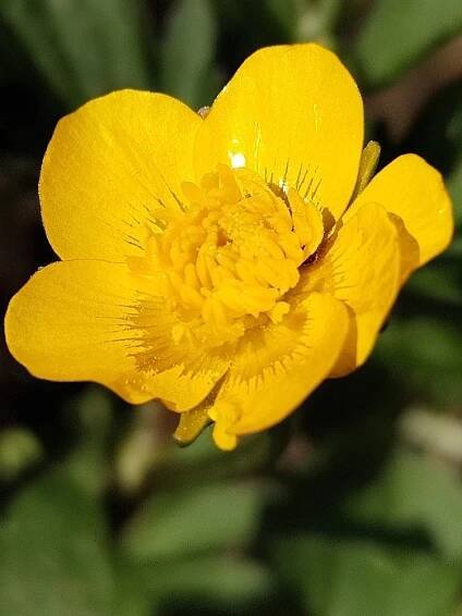 Blog N: Kvetoucí pryskyřník plazivý (Ranunculus repens) dnes 30. dubna 2025 na zahrádce
