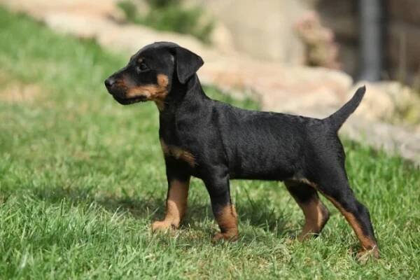 Jagdteriér