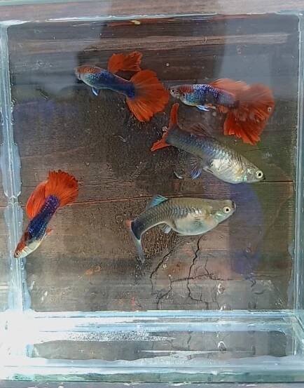 Guppy-red tuxedo