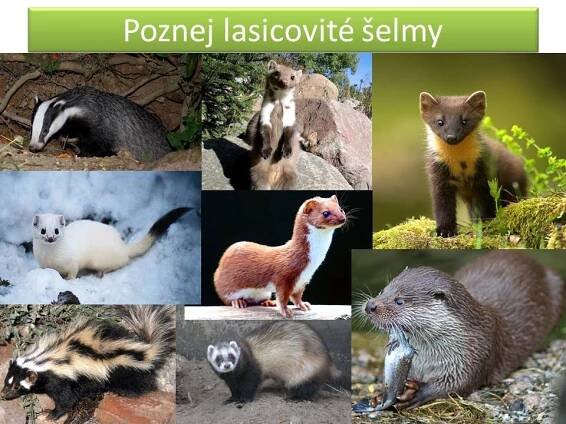 Lasicovití, medvědovití – Materiály pro žáky ZŠ