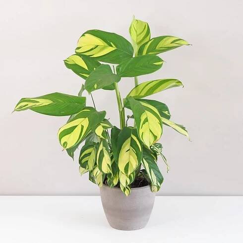 Ctenanthe lubbersiana
