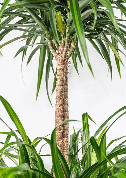 Dračinec reflexa, Dracaena Anita, dvoupatrová vícekmenná, průměr květináče 24 cm | ZAZUMi.cz