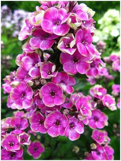 Phlox AUREOLE