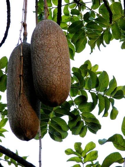 Soubor:Starr 080305-3312 Kigelia africana.jpg – Wikipedie