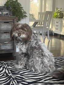 Pups in Their Homes - Havanese Florida