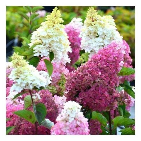 HYDRANGEA PANICULATA 'FRAISE MELBA' (RENBA) RŮŽOVO-ČERVENÁ VÝŠKA 40 - Zahradnictví Azalia