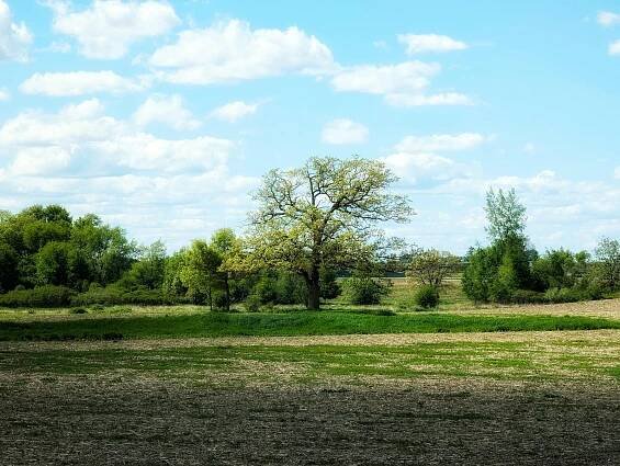 Free Tranquil rural scene featuring a solitary tree under a cloudy blue sky. Stock Photo