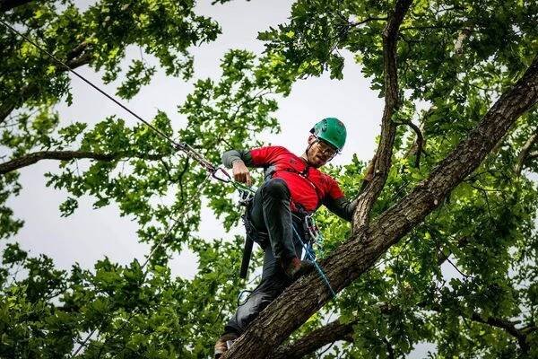 Arborista Robert Farský foto 1