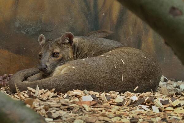 Do ZOO Dvůr Králové se vrátila fosa madagaskarská. Podaří se... | Hradec Králové