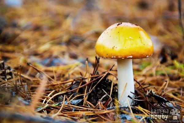 Muchomůrka císařská - Amanita caesarea