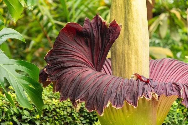 amorphophallus titanum nebo titan arum flower v curychu ve švýcarsku - amorphophallus - stock snímky, obrázky a fotky