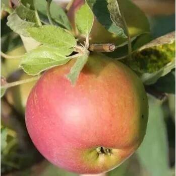 Jabloň zimní 'Zuzana' - Malus domestica 'Zuzana' Kontejner o objemu 15 litrů zákrsek 175+ cm