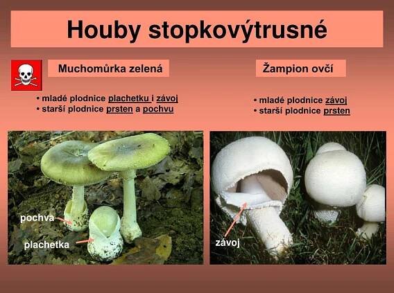 PPT - Říše: Houby Třída: Houby stopkovýtrusné PowerPoint Presentation ...