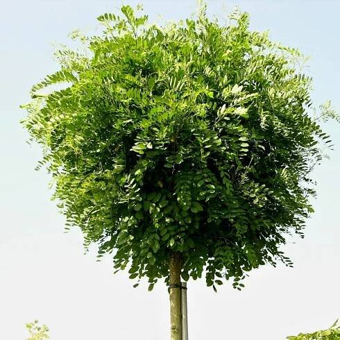 Robinia pseudoakacia Umbraculifera