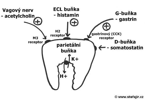 Žaludeční sekrece | Medicína, nemoci, studium na 1. LF UK