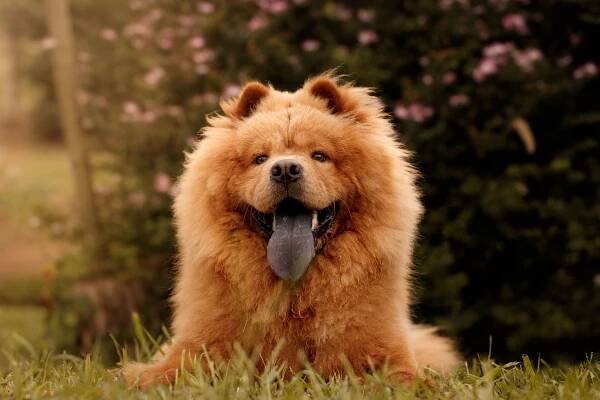 Chow-chow Portrait