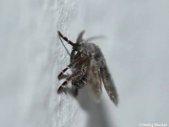 Clogmia albipunctata - koutule skvrnitá | Psychodidae - koutulovití | Natura Bohemica