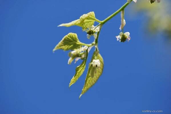 Břestovec západní (Celtis occidentalis)