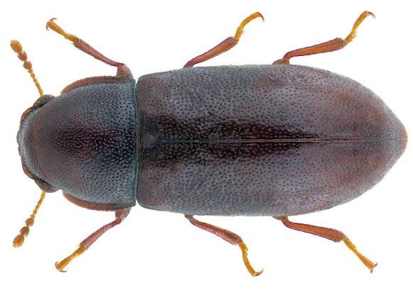 Orthocis