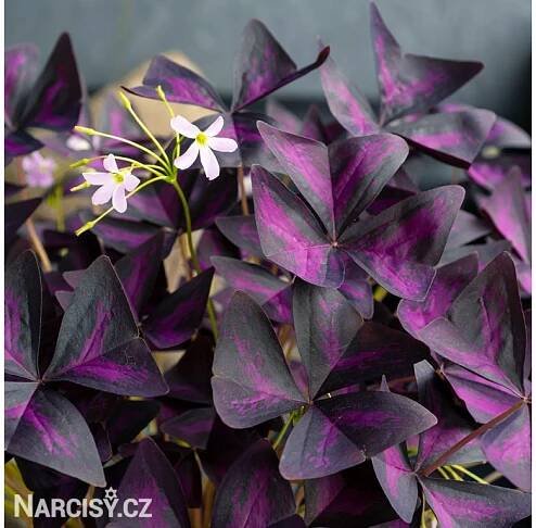 Šťavel - Oxalis triangularis - Narcisy.cz