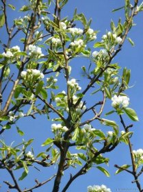 Hrušen písečná Yali - větve s květy (Pyrus pyrifolia)