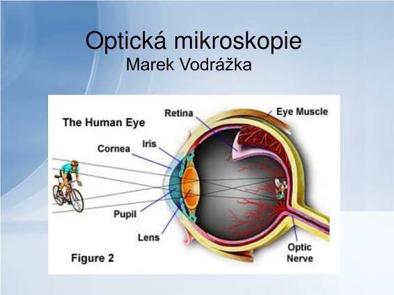 PPT - Optická mikroskopie PowerPoint Presentation, free download - ID:3812013