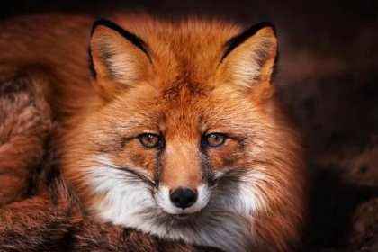 Reakce této lišky na drbání na břiše vás dostane | Světkreativity
