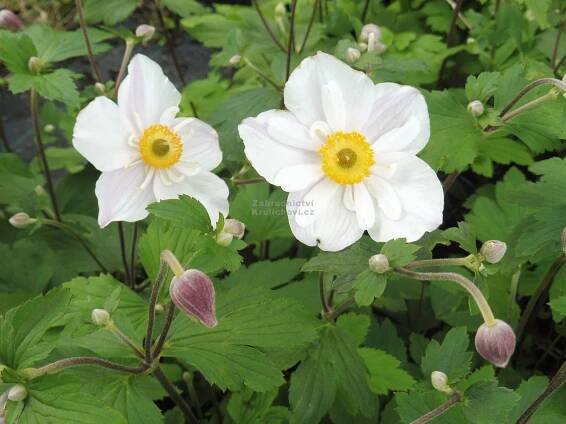 Anemone " Dainty Swan " ® - sasanka Zahradnictví Krulichovi - zahradnictví, květinářství, trvalky, skalničky, bylinky a