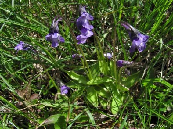 Tučnice obecná (Pinguicula vulgaris)