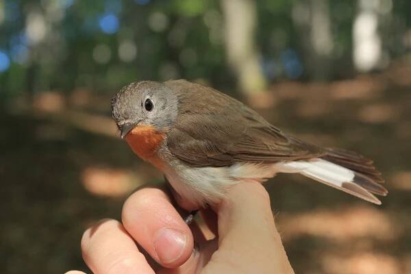 Lejsek-malý-Ficedula-parva-Red-breasted-Flycatcher