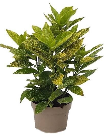 Aucuba japonica variegata - Japonský vavřín - Citrus-shop.cz
