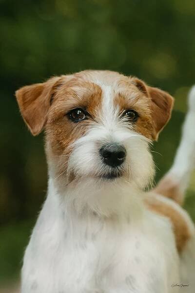 ARETHA FRANKLIN OD HADÍHO POTOKA – Jack Russell teriér od Hadího potoka