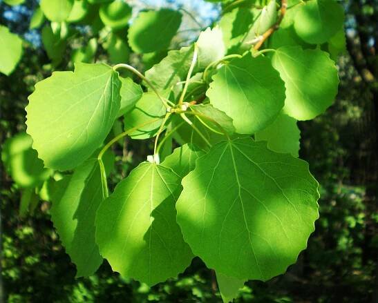 Poplar