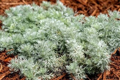 'Silver Mound' Artemisia Provides Silver Color and Fine Texture