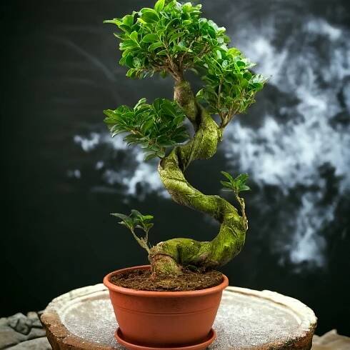Drzewko bonsai - MikroKlimat