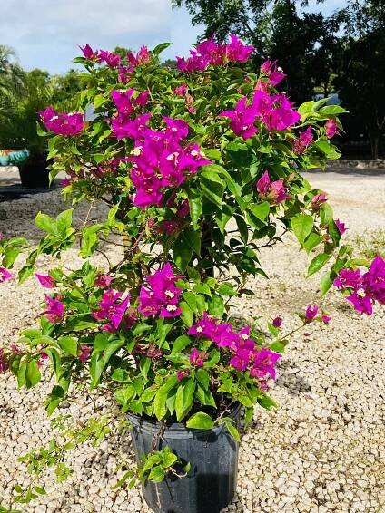 Plants & Trees | Nature's Way Ltd.