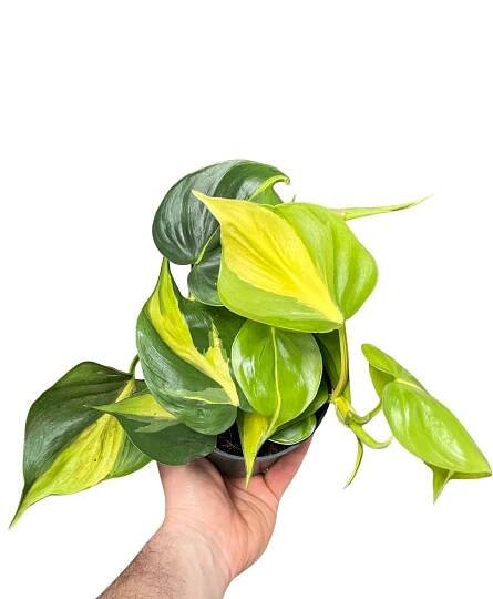 Philodendron scandens 'Brazil' - Root Houseplants